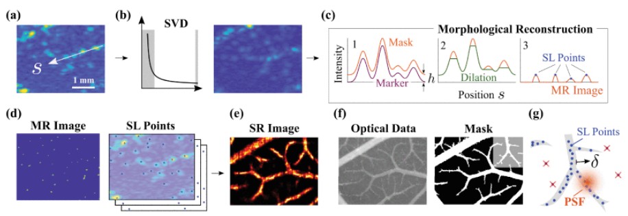 Morphological reconstruction improves microvessel mapping in super-resolution ultrasound