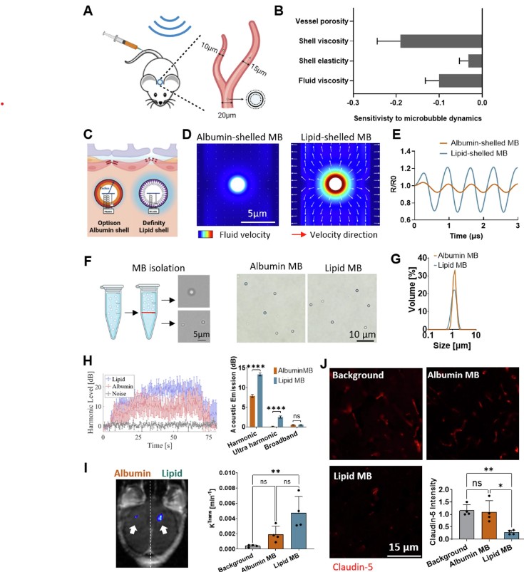 fogure from Ultrasound frequency-controlled microbubble dynamics in brain vessels regulate the enrichment of inflammatory pathways in the blood-brain barrier paper