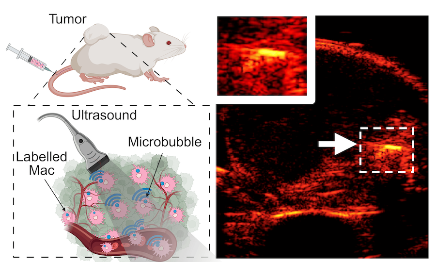 figure from Engineered Cellular Responses (ECR)