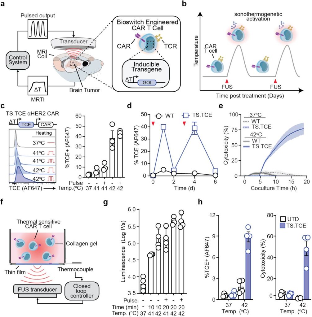 figure from Closed-loop sonothermogenetic control of CAR T cells for metronomic brain cancer therapy paper