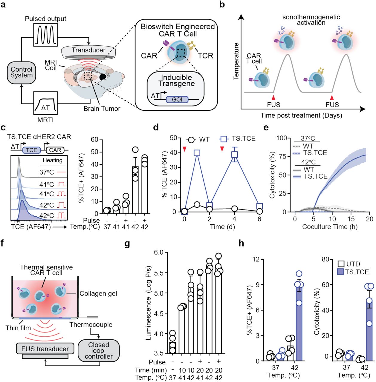 Closed-loop sonothermogenetic control of CAR T cells for metronomic brain cancer therapy