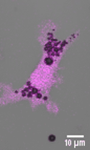 Quantitative Immune-Cell Imaging